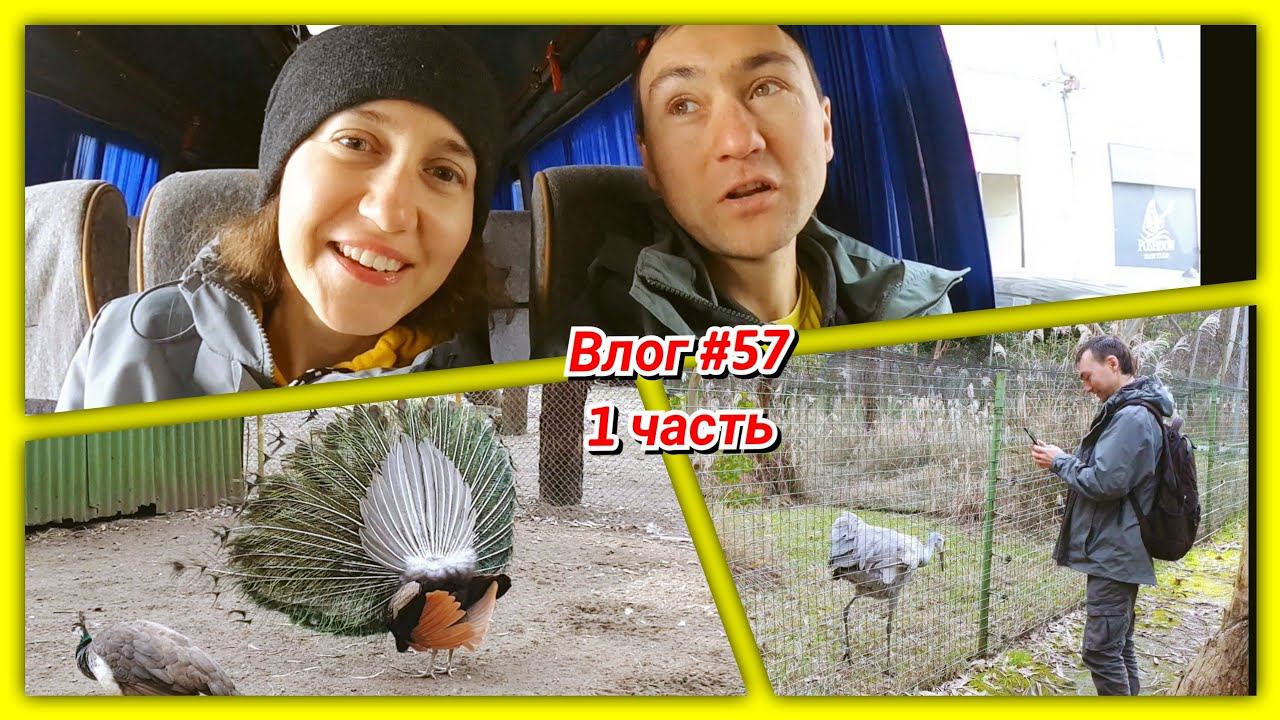 #57 Дендропарк Батуми! Павлины-мавлины и другие красОты смотреть онлайн