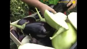Баклажаны, которые можно есть сырыми