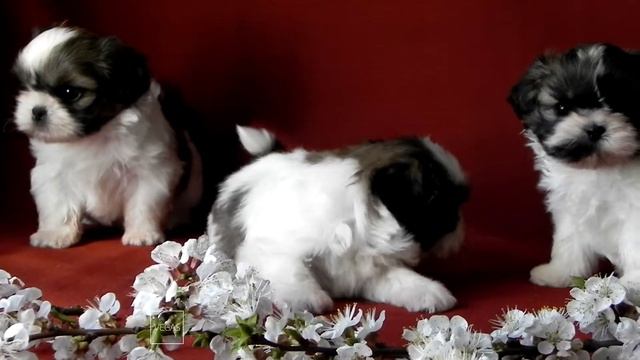 ДЕВОЧКИ ШИ - ТЦУ смотреть онлайн