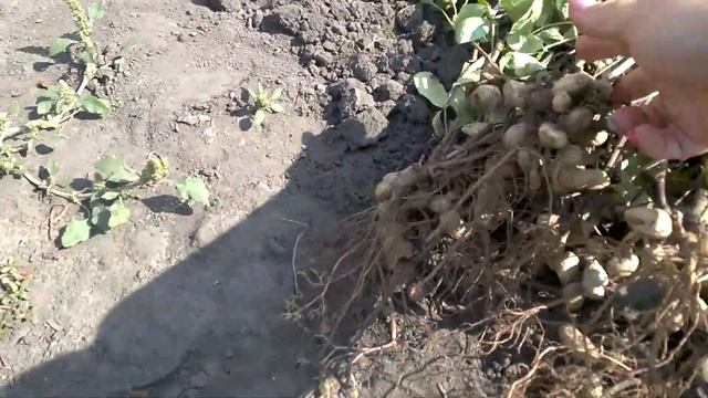 Арахис, сбор урожая. смотреть онлайн