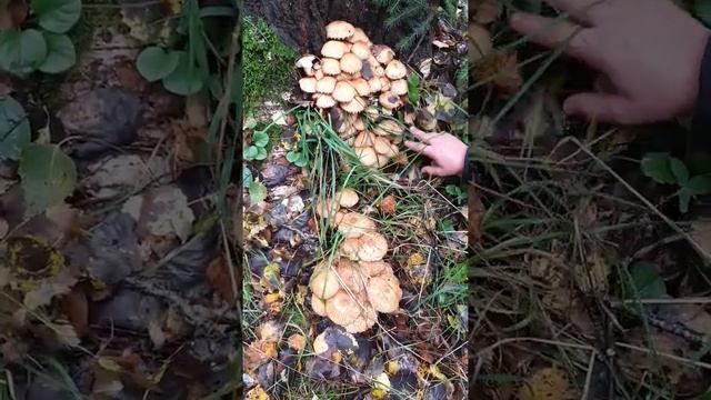 Опята 2021.Подмосковье. Сбор грибов. смотреть онлайн