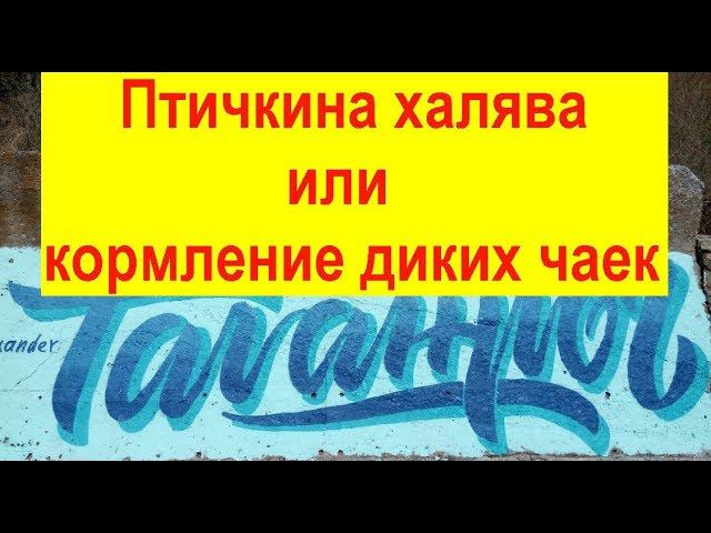 Птичкина халява или кормление диких чаек (Таганрог - 11.10.2019) Feeding wild gulls. смотреть онлайн