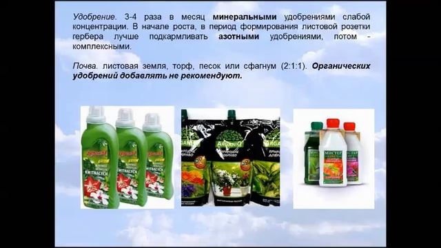 КОМНАТНАЯ ГЕРБЕРА. ОСОБЕННОСТИ УХОДА И СОДЕРЖАНИЯ. смотреть онлайн