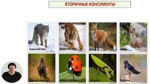 Биология, 8-й класс, Экосистема и её компоненты