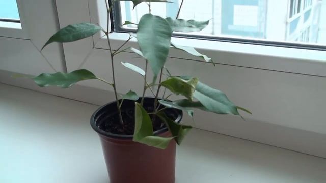 Фикус ночует в пакете. Реанимация фикуса.