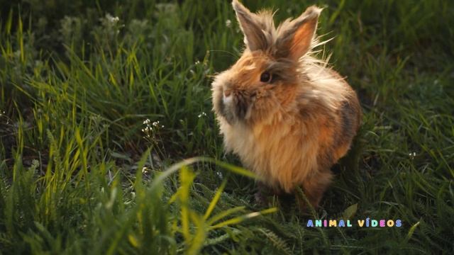 Coelhos - Coelhinhos - Som do Coelho смотреть онлайн