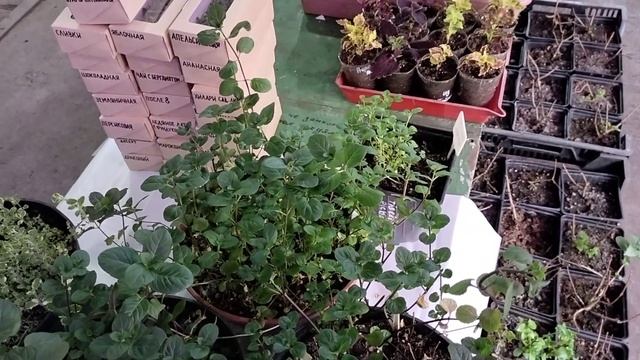 Обзор мят. 1 Часть. Ананасная Апельсиновая, Мандариновая, Старо-Английская, Грейпфрут красный. смотреть онлайн