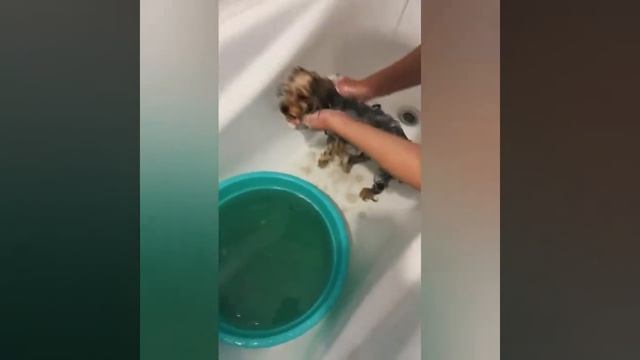 Купаем щенка Йорка, нам уже 5 месяцев смотреть онлайн