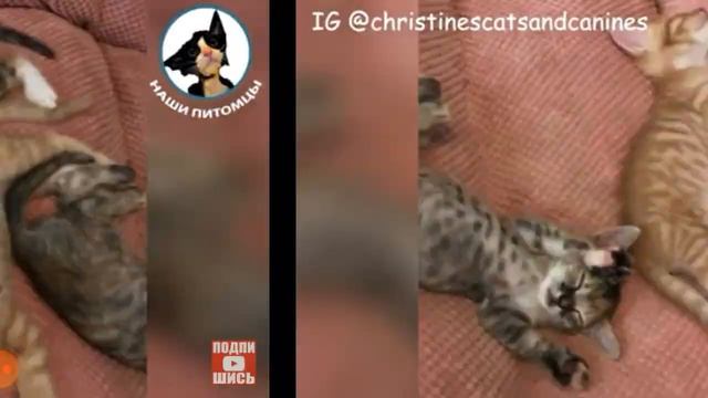 милые котята (3 часть) смотреть онлайн