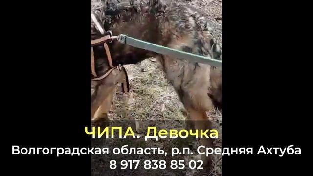 Пропала собака! ЧИПА. Волгоградская область, р.п.Средняя Ахтуба смотреть онлайн