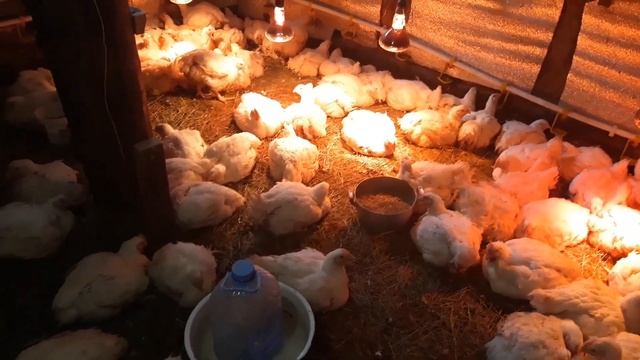 У Бройлеров ВОДЯНКА/ Как лечить, что делать смотреть онлайн