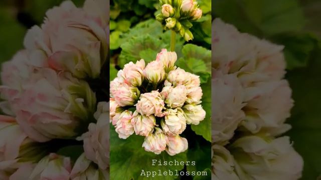 Fischers Appleblossom. Цветение в марте. смотреть онлайн