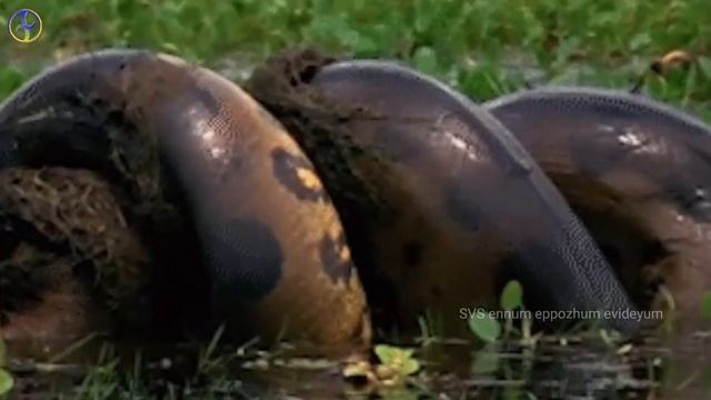 Anaconda vs Python |അനകോണ്ട vs പെരുമ്പാമ്പ്| #pythonvsanaconda #snakefight #svsennumeppozhumevideyu смотреть онлайн