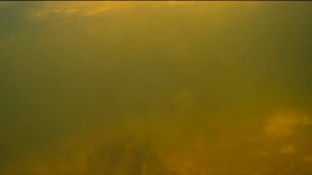 Карась в реке и его места обитания . Как искать Карася смотрите на ВИДЕО смотреть онлайн