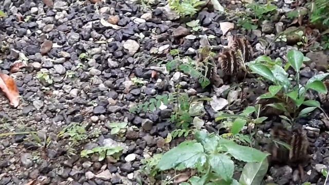 Нашествие мадагаскарских ёжиков тенрек /Tenrec hedgehog babies invasion in my garden ) смотреть онлайн