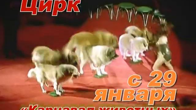 cirk 15 смотреть онлайн