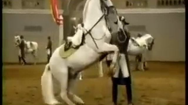 Spanish Riding School Tribute :) смотреть онлайн