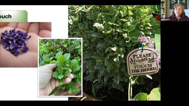 Engaging with Sensory Gardens + The Power of Herbs смотреть онлайн