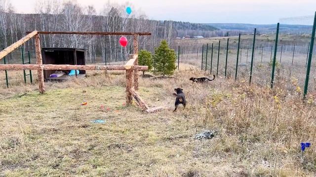 Panther Luna has 3,000,000 friends on YouTube ?❤️(ENG SUB) смотреть онлайн