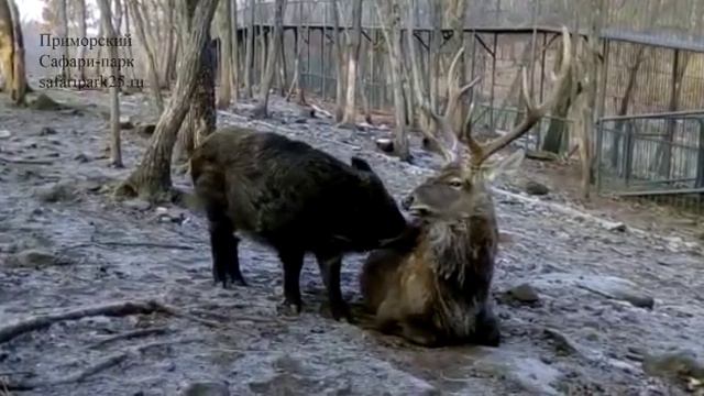 СВИНЯЧИЙ МАССАЖ смотреть онлайн