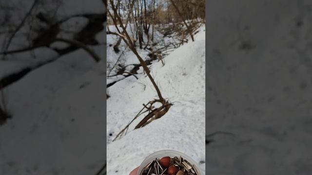 Антистресс. ?Белка щёлкает семечки и грызет орехи. Крупный план. 27.02.2022г. ? squirrel, 松鼠 смотреть онлайн