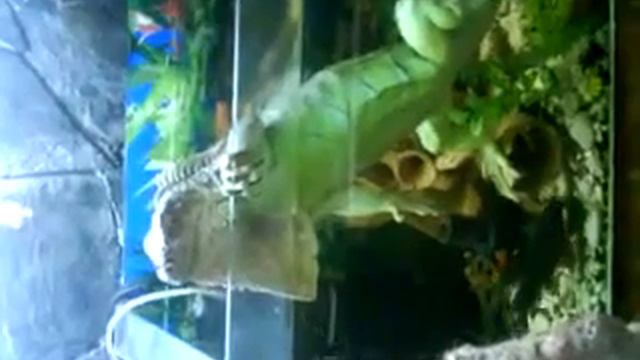 Игуана Черька в аквариуме .MP4 смотреть онлайн