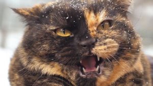 5 Different Cat Ear Positions (With Meaning)