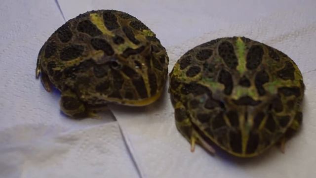 Ceratophrys Ornata. Украшенная рогатка. Лягушка.