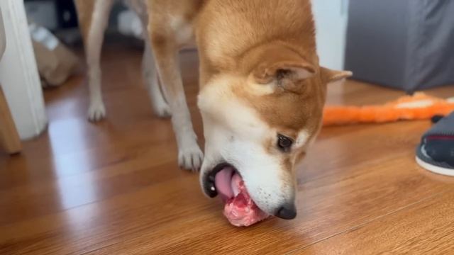 Are Shiba Inus Good Pets? 10 Pros and Cons of Owning a Shiba смотреть онлайн