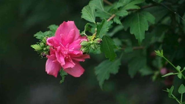 Hibiscus Syriacus (HD1080p)