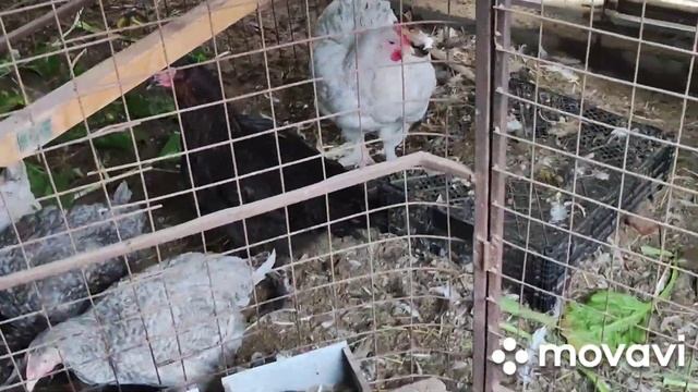 КУРЫ#холодно#сквозняки#цыплята .... смотреть онлайн