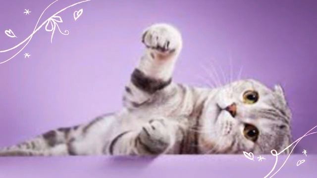 Котята и щенята друзья как это мило😍😍 смотреть онлайн