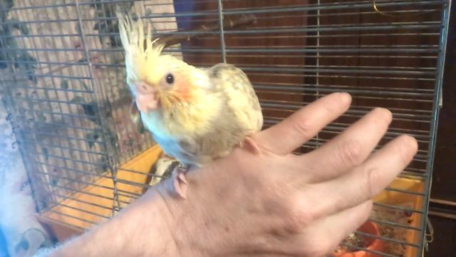 Тяжелая жизнь птенцы . Как трудно было рости.