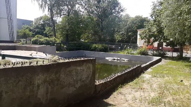 Калининградский зоопарк. Огромный слон. смотреть онлайн