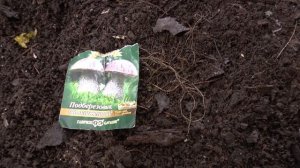 Посадка мицелия для выращивание грибов подберезовиков