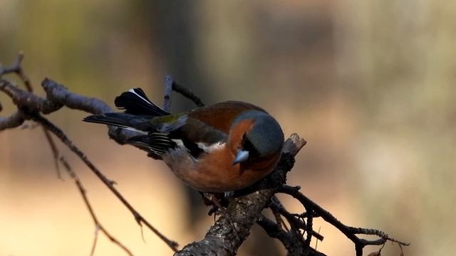 Зяблик (знакомим детей с нашими птицами). смотреть онлайн
