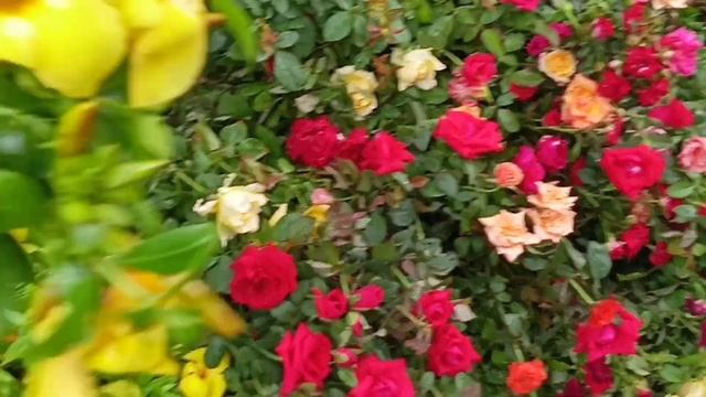 Crepe Myrtle Plant Pseuderanthemum Plant Orange & Arabian Jasmine Gerbera Allamanda Rose Adenium смотреть онлайн