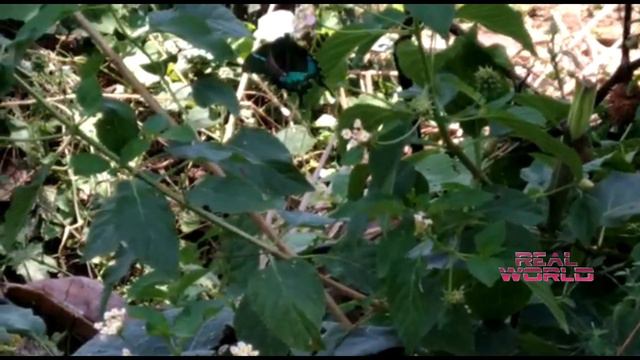 The Best Relaxing Garden ,Butterflies And Flowers #trending