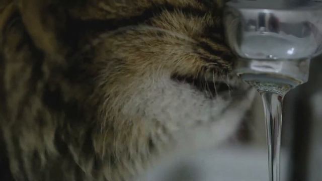 Жёсткость воды в Санкт-Петербурге по районам для посудомоечной машины смотреть онлайн