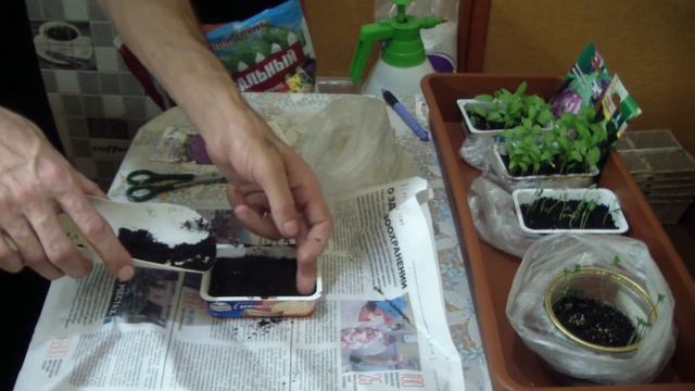 Цветная капуста . Посев с кипятком. Всходы. смотреть онлайн