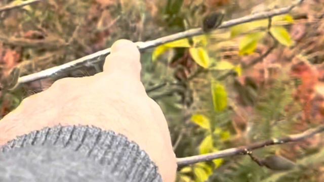 For my records: grafting pink tulip magnolia onto black tulip magnolia смотреть онлайн
