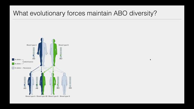 CARTA: Comparative Anthropogeny - ABO Blood Groups смотреть онлайн