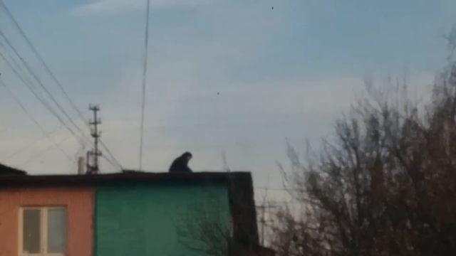 Мужик рубит крышу топором смотреть онлайн
