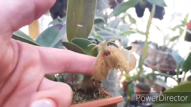 Орхидеи холодного содержания в зимнее  время года. Epidendrum Medusae. Почему цветы меняют цвет?