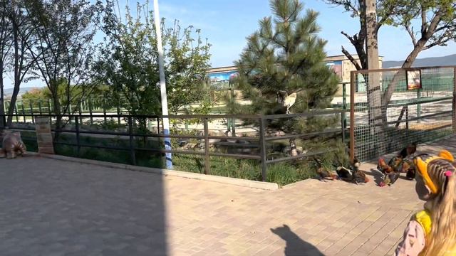 КОРМИМ ЛЬВА в большом зоопарке обезьяны берут еду прямо из рук Фаст Семья смотреть онлайн