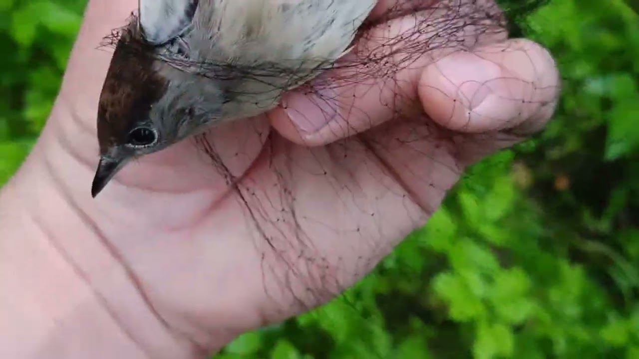 Ловля певчих птиц 20.08.2024. смотреть онлайн