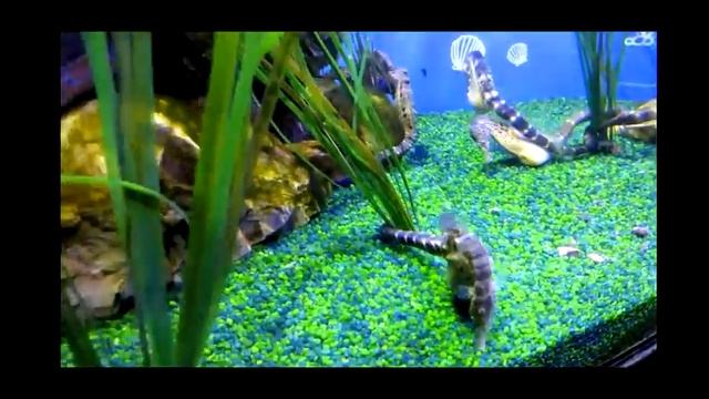 Sea Life Aquarium Loch Lomond Scotland - развлечения для детей в Шотландии смотреть онлайн