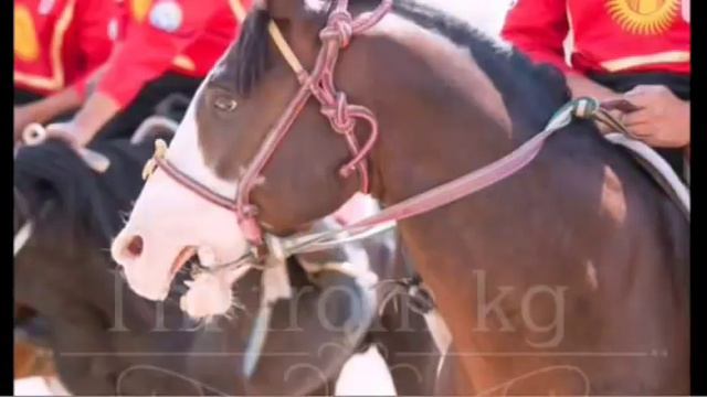 Аалы Туткучев