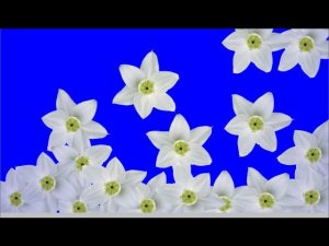 Футаж цветы переход HD хромакей #001 Free footage for video