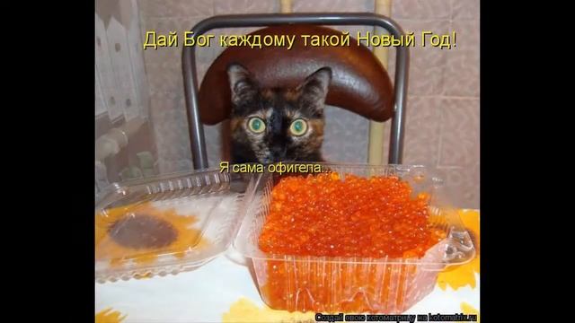 Новогодняя котоматрица смотреть онлайн